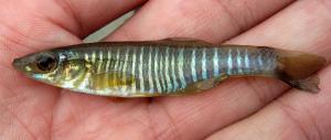 Fundulus diaphanus diaphanus