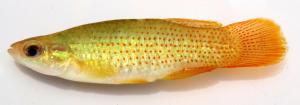 Fundulus