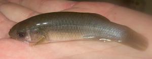 Mummichog