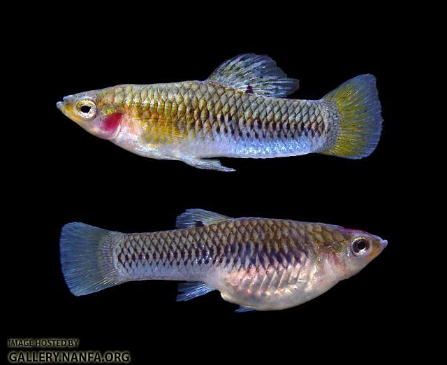 male-female