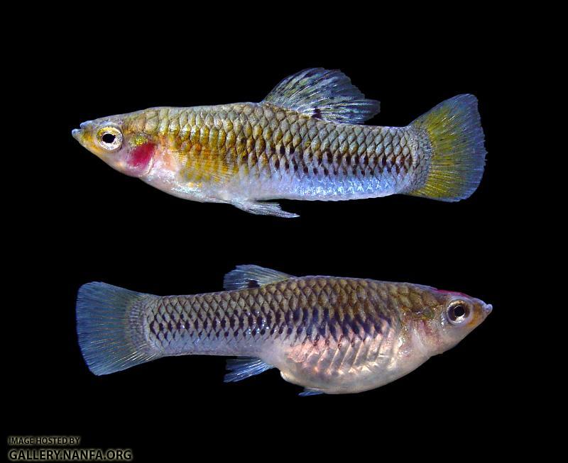 male-female