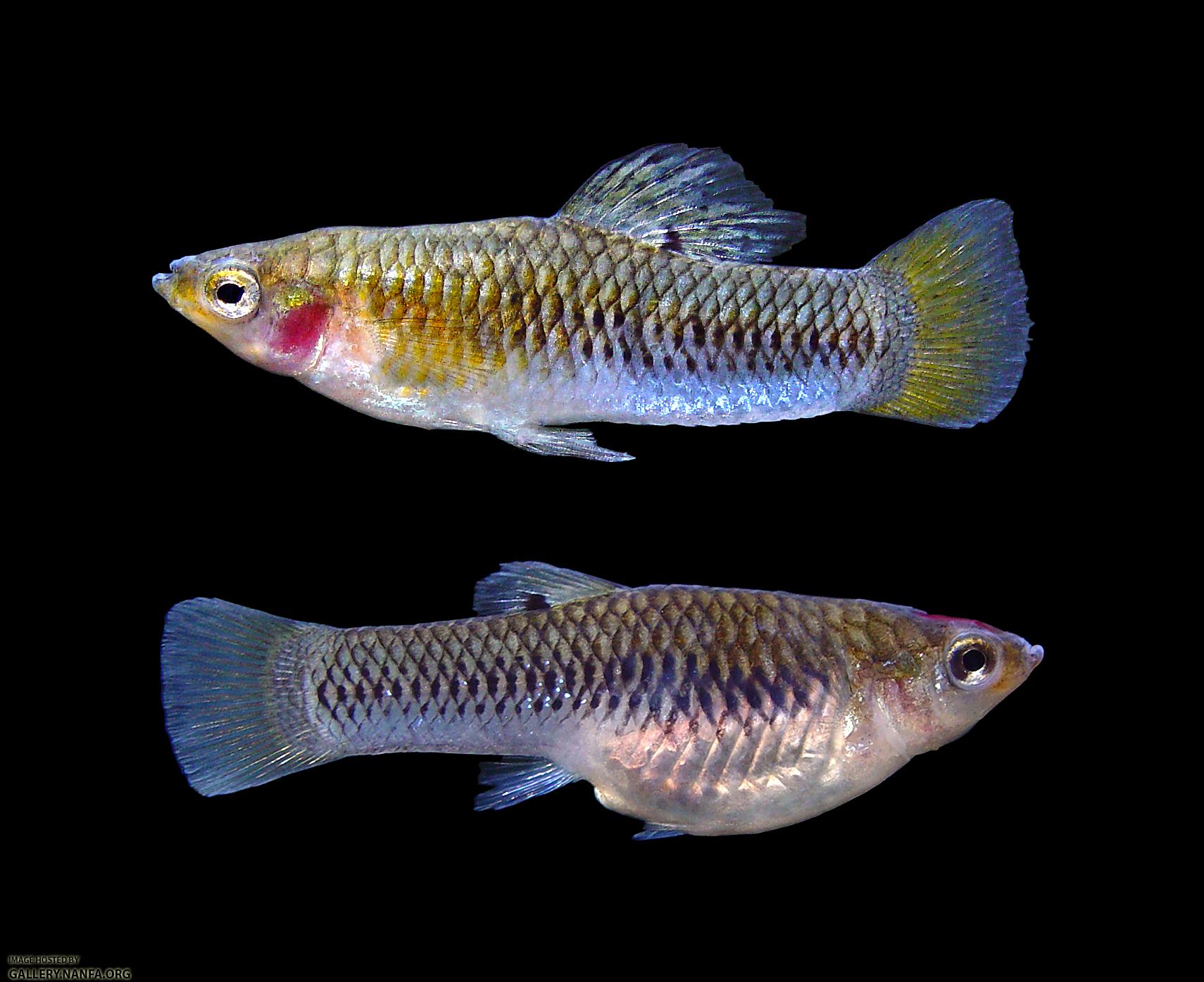 male-female