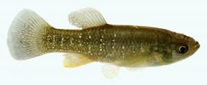 Fundulus heteroclitus