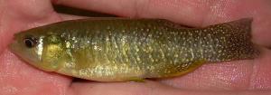 Mummichog