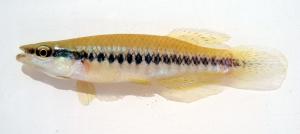 Fundulus notatus