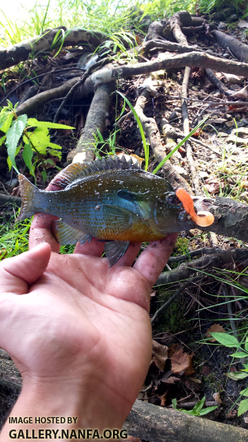 7/21/15 Congaree River, SC