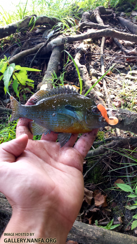 7/21/15 Congaree River, SC