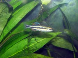 Bluefin Killifish