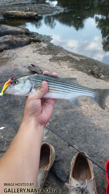 8/4/15 Congaree River, SC