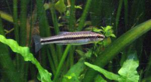 Bluefin Killifish