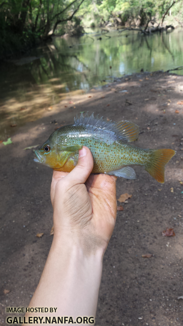 10/8/15 (Pee Dee River Basin), NC