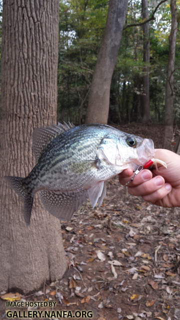 10/25/15 Congaree National Park, SC