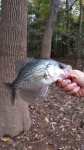 10/25/15 Congaree National Park, SC