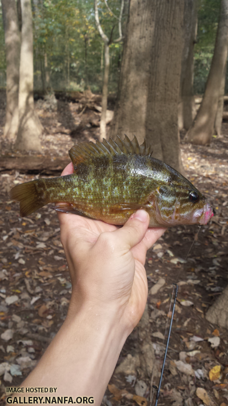 10/25/15 Congaree National Park, SC