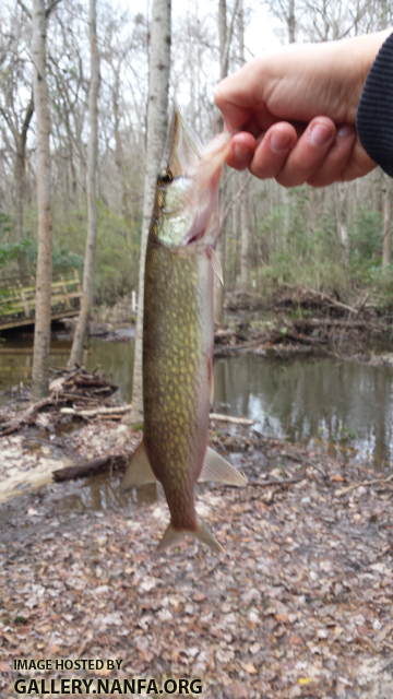 12/7/15 (Congaree River Basin), SC