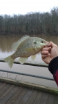 12/28/15 (Pee Dee River Basin), NC