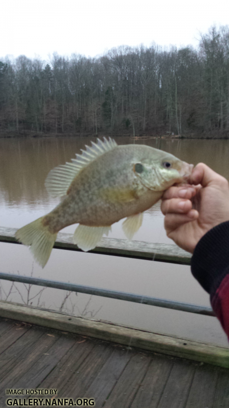 12/28/15 (Pee Dee River Basin), NC