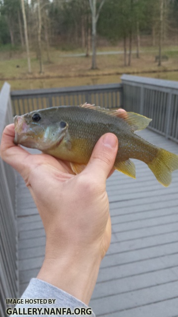 3/7/16 (Pee Dee River Basin), NC