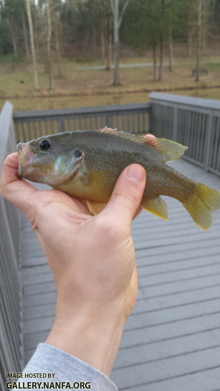 3/7/16 (Pee Dee River Basin), NC