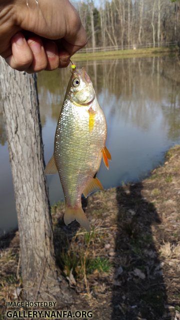 3/8/16 (Pee Dee River Basin), NC