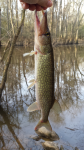 3/11/16 Congaree National Park, SC