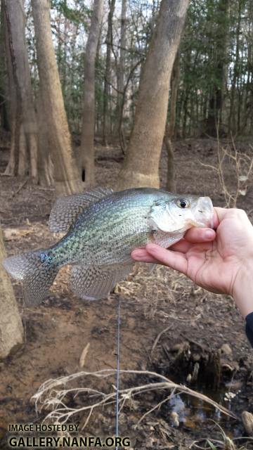 3/11/16 Congaree National Park, SC