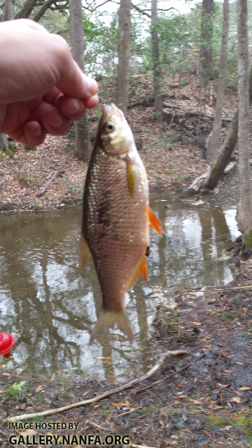 3/20/16 (Congaree River Basin), SC