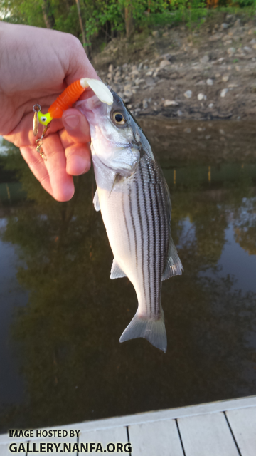 4/9/16 Wateree River, SC