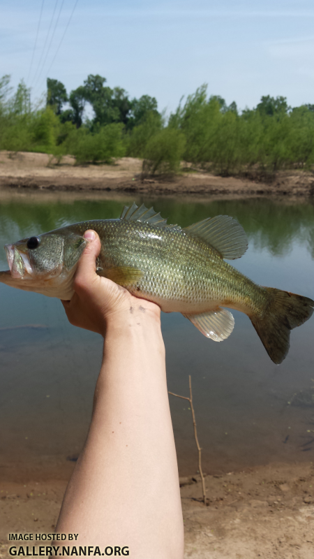 4/20/16 Congaree River, SC