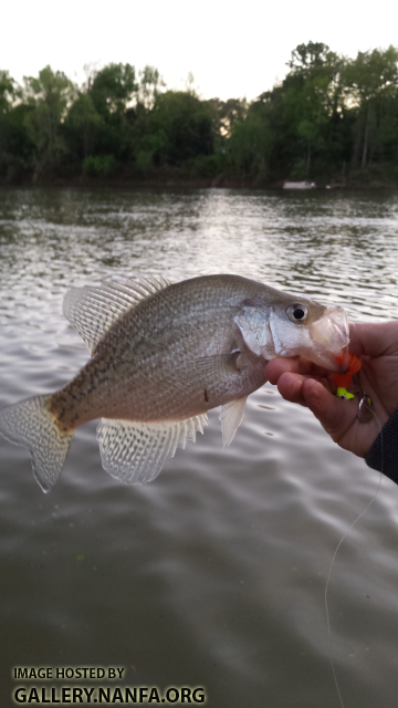 4/9/16 Congaree River, SC