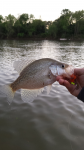 4/9/16 Congaree River, SC