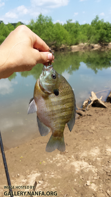 5/11/16 Congaree River, SC