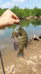 5/11/16 Congaree River, SC