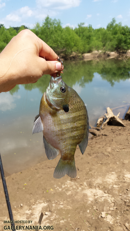 5/11/16 Congaree River, SC