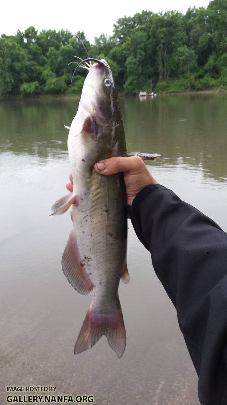 5/19/16 Congaree River, SC