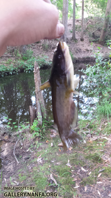 5/26/16 (Congaree River Basin), SC