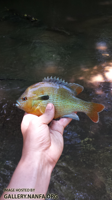 6/11/16 (Pee Dee River Basin), NC