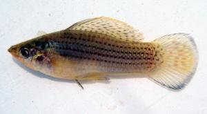 Poecilia latipinna