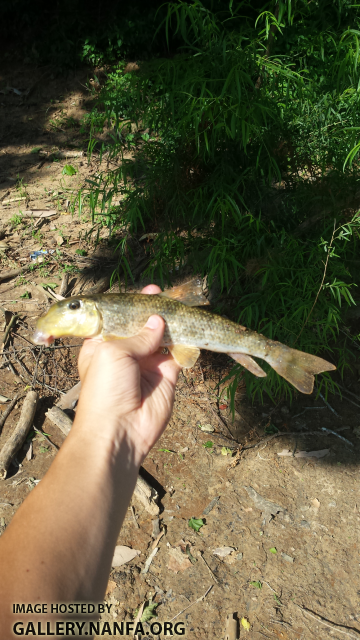 6/18/16 Congaree River, SC