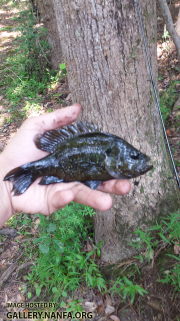 *Melanistic* 6/23/16 (Congaree River Basin), SC