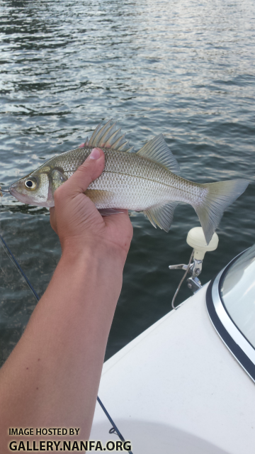 6/29/16 Lake Murray, SC