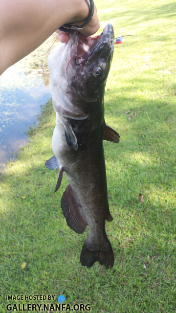 9/13/16 (Lower Saluda River Basin), SC