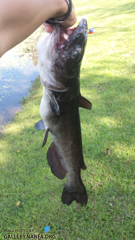 9/13/16 (Lower Saluda River Basin), SC