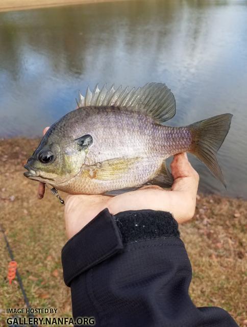 Bluegill (Lepomis macrochirus)