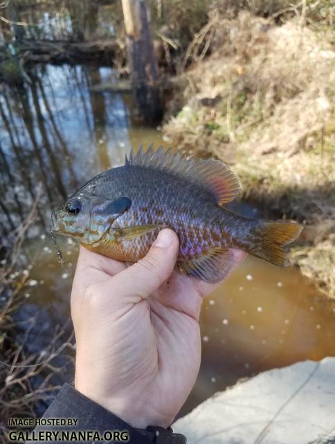 Bluegill x Pumpkinseed Hybrid