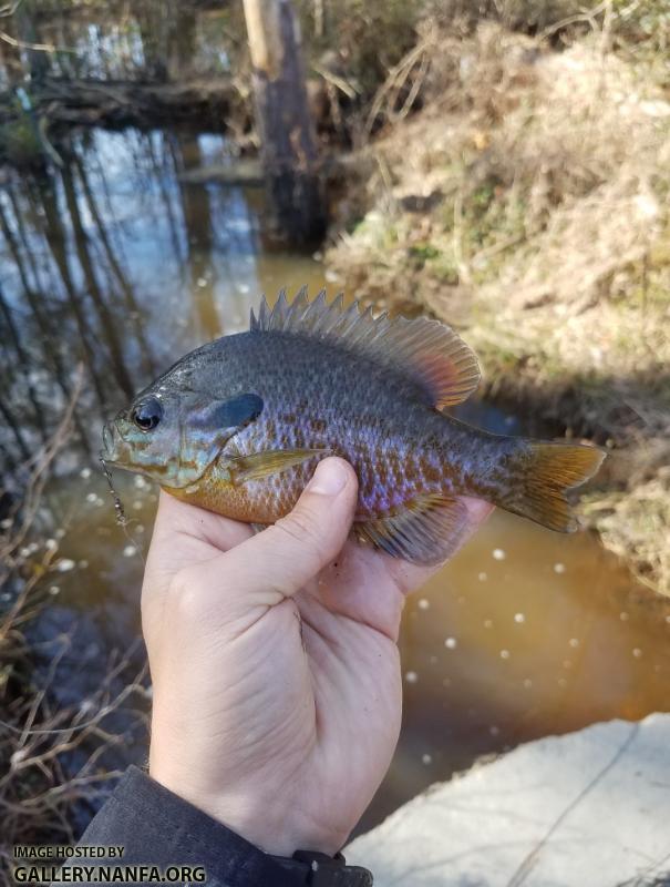 Bluegill x Pumpkinseed Hybrid