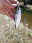 Threadfin Shad (Dorosoma petenense)