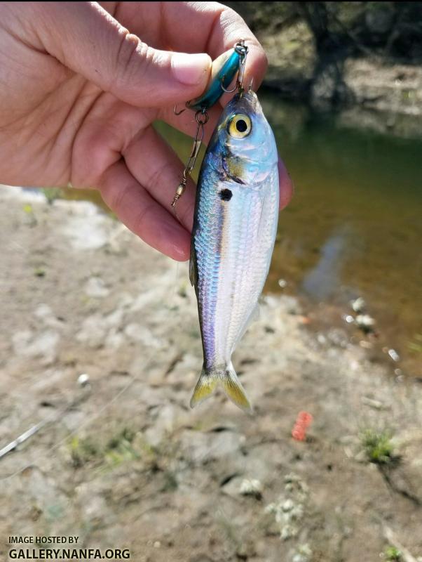 Threadfin Shad (Dorosoma petenense)