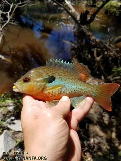 5/7/17 (Lower Saluda River Basin), SC