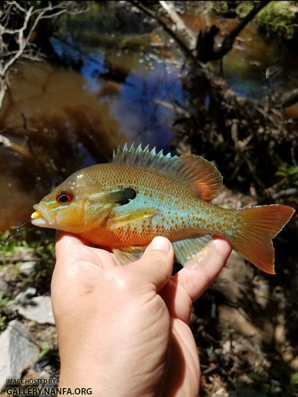 5/7/17 (Lower Saluda River Basin), SC